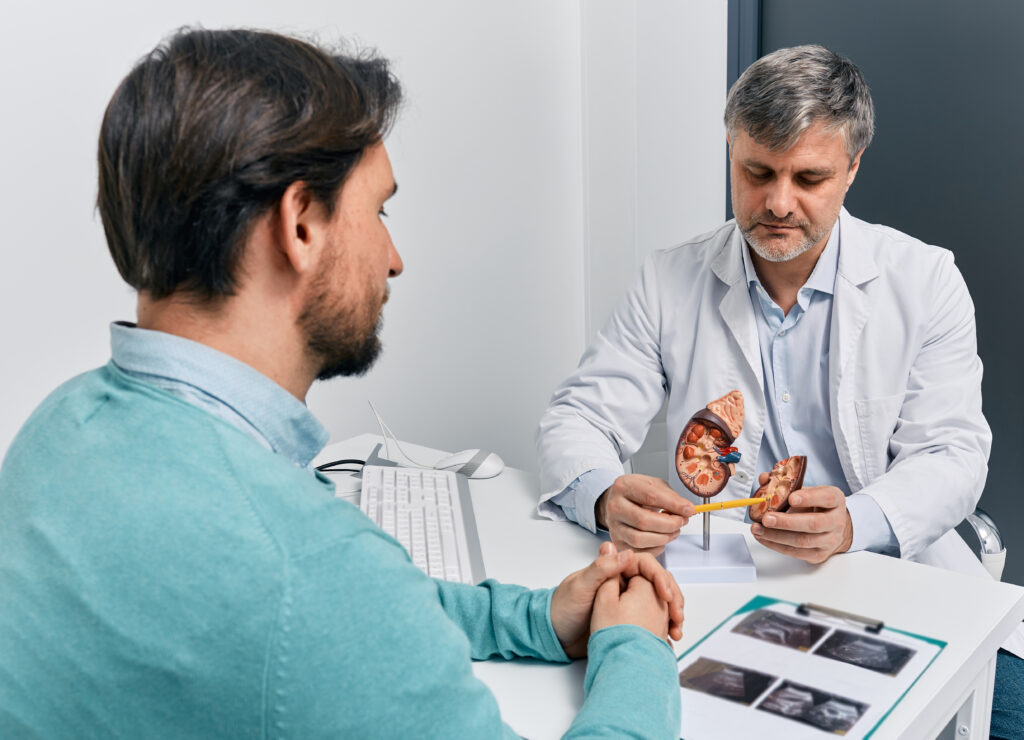 Nefrologista experiente utiliza um modelo anatômico do rim para explicar o diagnóstico de uma doença renal a um paciente em seu consultório.