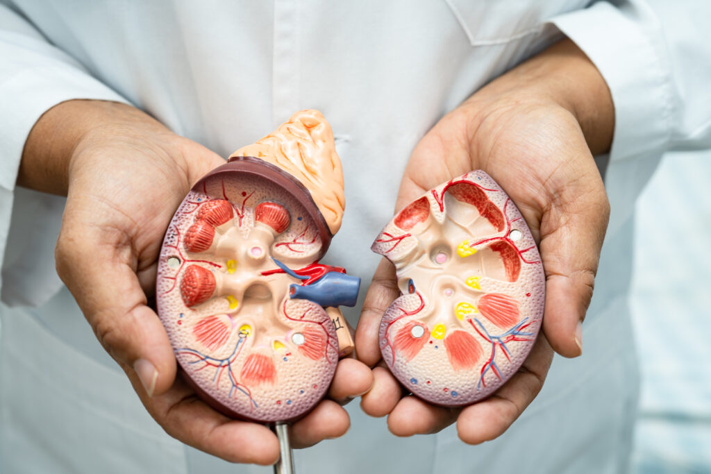 Close-up de um nefrologista segurando um modelo anatômico do rim humano, mostrando sua estrutura interna para explicar sobre a saúde renal e doenças como a insuficiência renal.